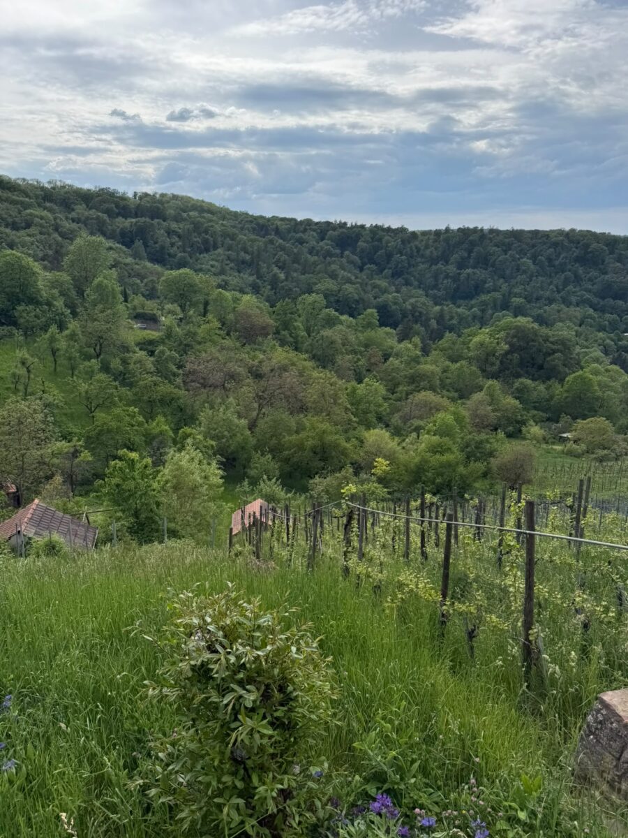 Weinberge am Schimmelhüttenweg