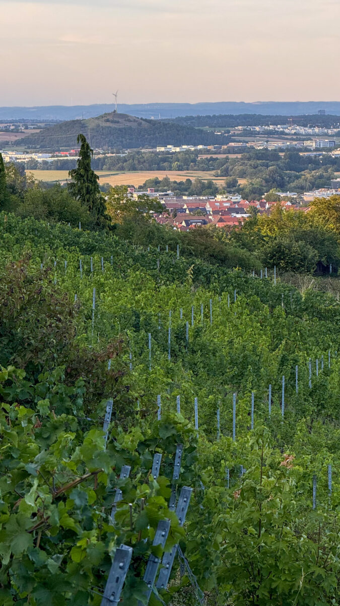 Weinberge Familie Volz in Gerlingen